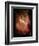 Star Formation in Region DR6 Photograph - Outer Space-Lantern Press-Framed Premium Giclee Print