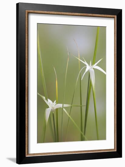 Star Grass I-Kathy Mahan-Framed Photographic Print