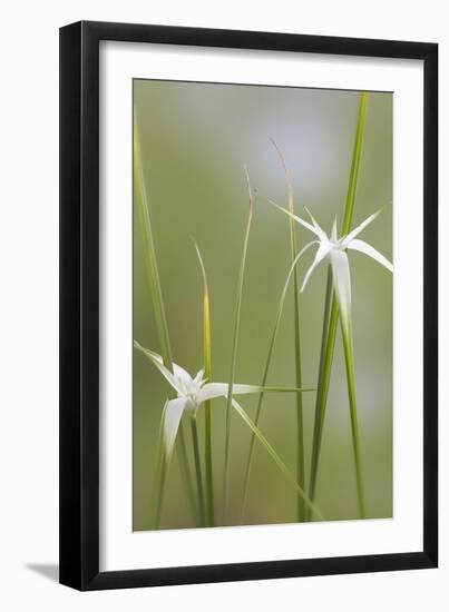 Star Grass I-Kathy Mahan-Framed Photographic Print