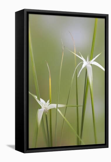 Star Grass I-Kathy Mahan-Framed Premier Image Canvas