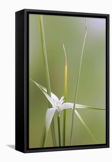 Star Grass II-Kathy Mahan-Framed Premier Image Canvas