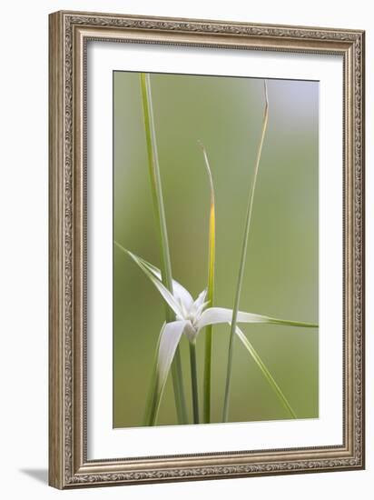 Star Grass II-Kathy Mahan-Framed Photographic Print