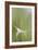 Star Grass II-Kathy Mahan-Framed Photographic Print