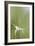 Star Grass II-Kathy Mahan-Framed Photographic Print