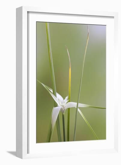 Star Grass II-Kathy Mahan-Framed Photographic Print