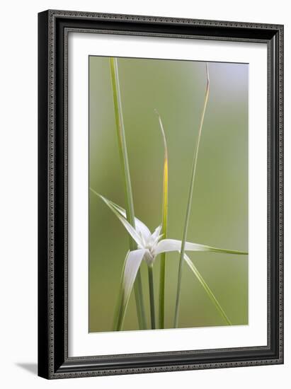 Star Grass II-Kathy Mahan-Framed Photographic Print