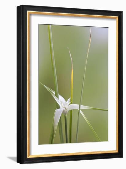 Star Grass II-Kathy Mahan-Framed Photographic Print