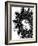 Star II - Noir-Oksana Leadbitter-Framed Giclee Print