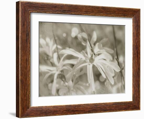 Star Magnolias I-Amy Melious-Framed Art Print