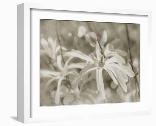 Star Magnolias I-Amy Melious-Framed Art Print