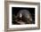 Star Nosed Mole (Condylura Cristata) Crawling Through Leaf Litter, North Carolina, USA-Todd Pusser-Framed Photographic Print