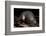 Star Nosed Mole (Condylura Cristata) Crawling Through Leaf Litter, North Carolina, USA-Todd Pusser-Framed Photographic Print