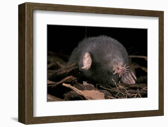 Star Nosed Mole (Condylura Cristata) Crawling Through Leaf Litter, North Carolina, USA-Todd Pusser-Framed Photographic Print