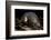 Star Nosed Mole (Condylura Cristata) Crawling Through Leaf Litter, North Carolina, USA-Todd Pusser-Framed Photographic Print