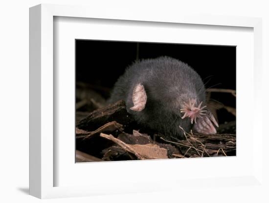 Star Nosed Mole (Condylura Cristata) Crawling Through Leaf Litter, North Carolina, USA-Todd Pusser-Framed Photographic Print