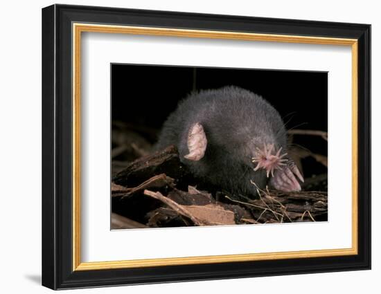 Star Nosed Mole (Condylura Cristata) Crawling Through Leaf Litter, North Carolina, USA-Todd Pusser-Framed Photographic Print