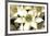 Star of Bethlehem Triptych-Andrew Levine-Framed Art Print