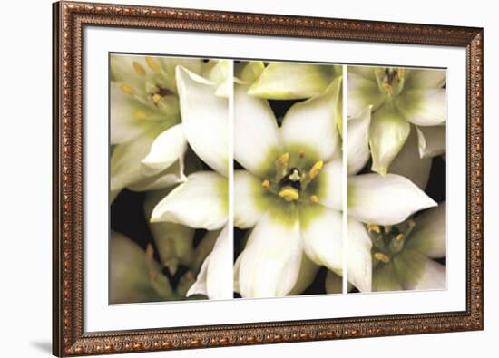 Star of Bethlehem Triptych-Andrew Levine-Framed Art Print