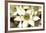 Star of Bethlehem Triptych-Andrew Levine-Framed Art Print