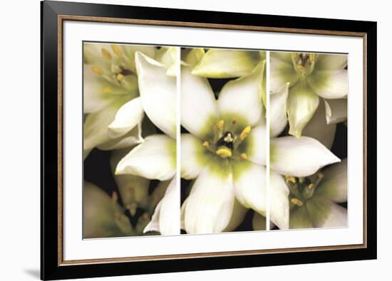 Star of Bethlehem Triptych-Andrew Levine-Framed Art Print