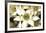 Star of Bethlehem Triptych-Andrew Levine-Framed Art Print