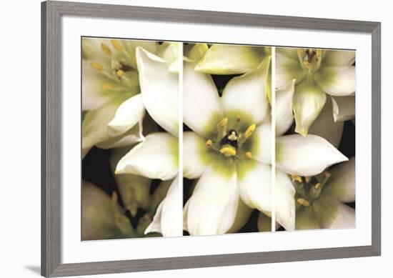 Star of Bethlehem Triptych-Andrew Levine-Framed Art Print