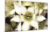 Star of Bethlehem Triptych-Andrew Levine-Mounted Art Print