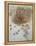 Star of Bethlehem, Wood Anemone and Sun Spurge-Leonardo da Vinci-Framed Stretched Canvas