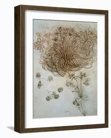 Star of Bethlehem, Wood Anemone and Sun Spurge-Leonardo da Vinci-Framed Art Print