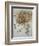 Star of Bethlehem, Wood Anemone and Sun Spurge-Leonardo da Vinci-Framed Art Print