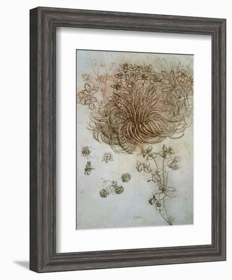 Star of Bethlehem, Wood Anemone and Sun Spurge-Leonardo da Vinci-Framed Art Print