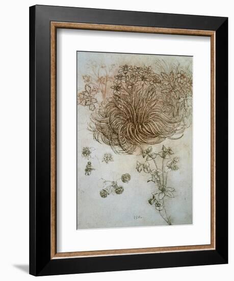 Star of Bethlehem, Wood Anemone and Sun Spurge-Leonardo da Vinci-Framed Art Print