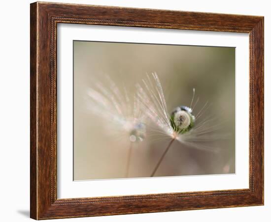 Star of dandelion-bertrand kulik-Framed Photographic Print