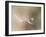 Star of dandelion-bertrand kulik-Framed Photographic Print