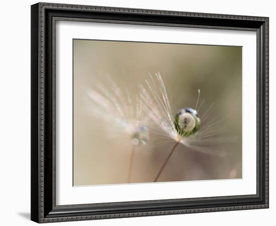 Star of dandelion-bertrand kulik-Framed Photographic Print