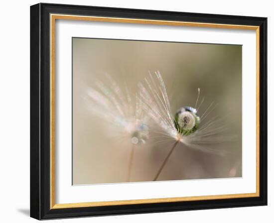 Star of dandelion-bertrand kulik-Framed Photographic Print