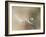 Star of dandelion-bertrand kulik-Framed Photographic Print