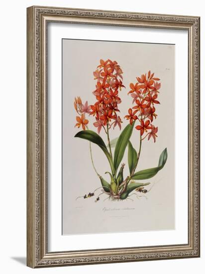 Star Orchid from 'Setrum Orchidaceum' by John Lindley, 1838-Henry Thomas Alken-Framed Giclee Print