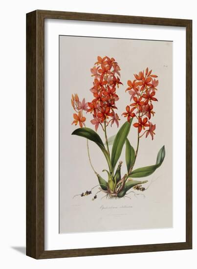 Star Orchid from 'Setrum Orchidaceum' by John Lindley, 1838-Henry Thomas Alken-Framed Giclee Print