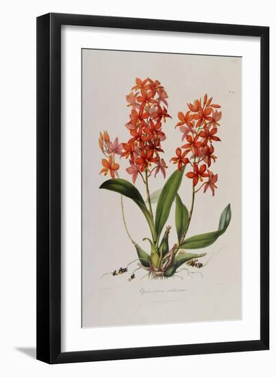 Star Orchid from 'Setrum Orchidaceum' by John Lindley, 1838-Henry Thomas Alken-Framed Giclee Print