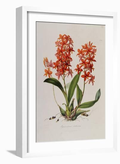 Star Orchid from 'Setrum Orchidaceum' by John Lindley, 1838-Henry Thomas Alken-Framed Giclee Print