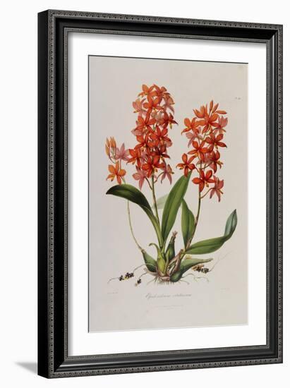 Star Orchid from 'Setrum Orchidaceum' by John Lindley, 1838-Henry Thomas Alken-Framed Giclee Print