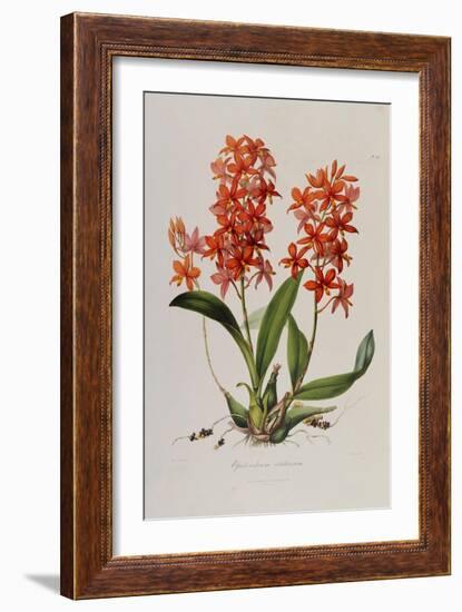 Star Orchid from 'Setrum Orchidaceum' by John Lindley, 1838-Henry Thomas Alken-Framed Giclee Print