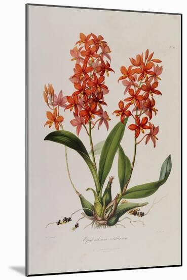 Star Orchid from 'Setrum Orchidaceum' by John Lindley, 1838-Henry Thomas Alken-Mounted Giclee Print