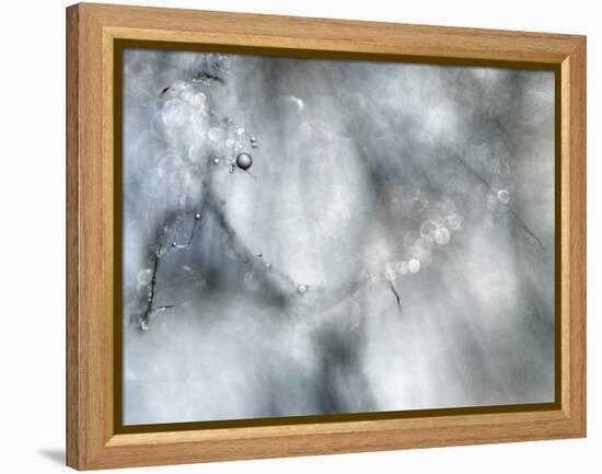 Star Player-Ursula Abresch-Framed Premier Image Canvas