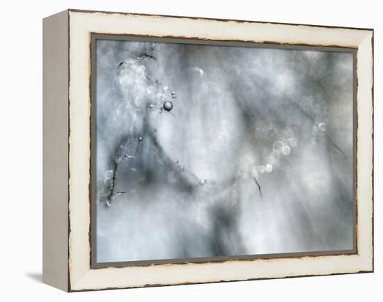 Star Player-Ursula Abresch-Framed Premier Image Canvas