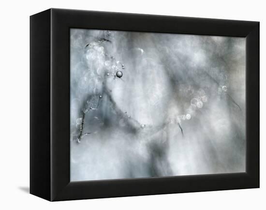 Star Player-Ursula Abresch-Framed Premier Image Canvas