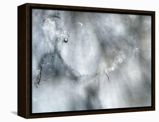 Star Player-Ursula Abresch-Framed Premier Image Canvas