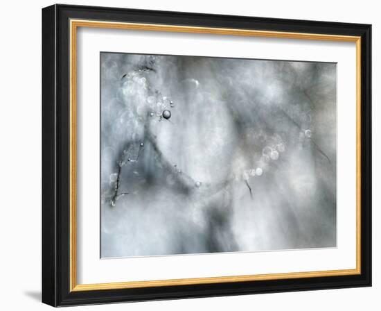 Star Player-Ursula Abresch-Framed Photographic Print