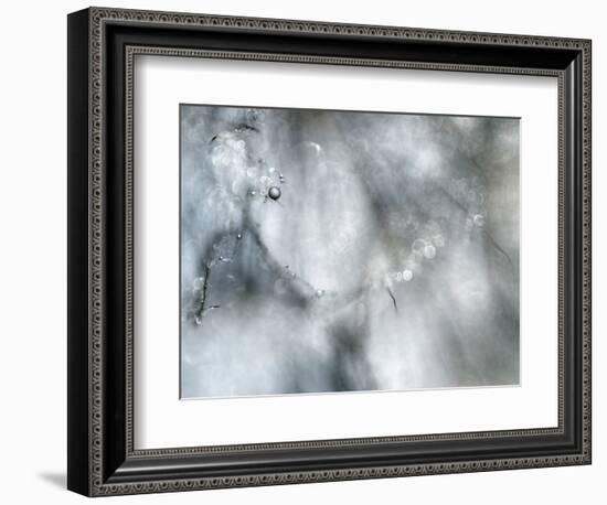 Star Player-Ursula Abresch-Framed Photographic Print